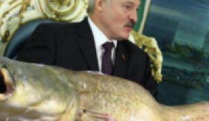 Лукашенко снова взялся за «Камволь»