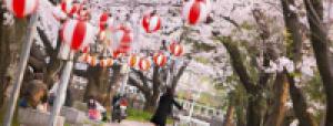 Германия: праздник цветения миндаля