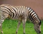 Зебра приедет в зоопарк Балахны